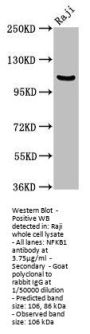 NFKB1 Antibody