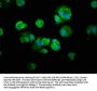 NFKB1 Antibody