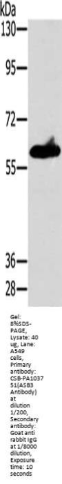 ASB3 Antibody