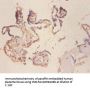 MCAM Antibody