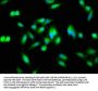 NFKB2 Antibody
