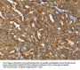 PTPN3 Antibody