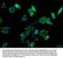 CD24 Antibody