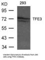 TFE3 Antibody