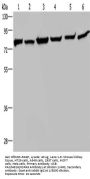 HSPA9 Antibody