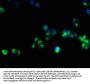 CD3E Antibody