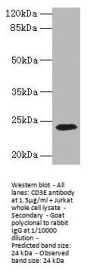 CD3E Antibody