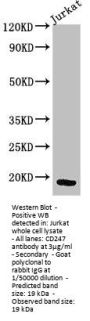 CD247 Antibody