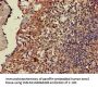 CD247 Antibody