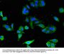 CD247 Antibody
