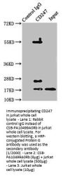 CD247 Antibody