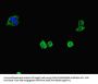 CD34 Antibody
