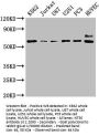 NT5E Antibody