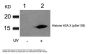 Phospho-Histone H2A.X (Ser139) Antibody