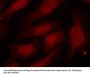 Phospho-Histone H2A.X (Ser139) Antibody