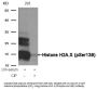 Phospho-Histone H2A.X (Ser139) Antibody