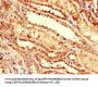NRG4 Antibody