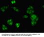 MDK Antibody