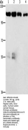 CDK11A/CDK11B Antibody