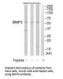 BMP3 Antibody