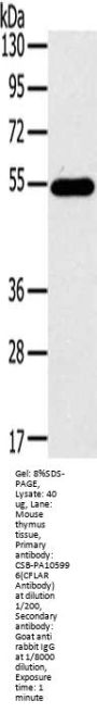 CFLAR Antibody