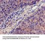 C3 Antibody
