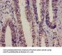 C3 Antibody