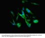 C3 Antibody