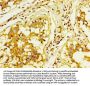 C3 Antibody