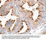 DNMT1 Antibody
