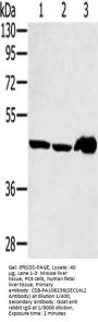 SEC14L2 Antibody