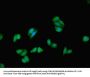 KRT18 Antibody