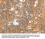 MYOD1 Antibody