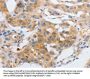 MYOD1 Antibody
