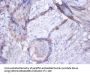 GOLM1 Antibody