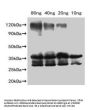Slfn9 Antibody