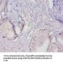 MUC16 Antibody