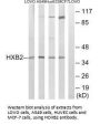 HOXB2 Antibody