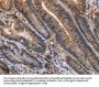 ETV7 Antibody