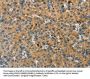 GNB2L1 Antibody
