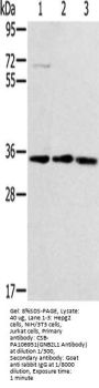 GNB2L1 Antibody