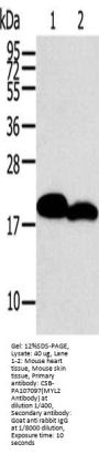 MYL2 Antibody
