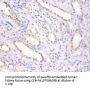 BMP6 Antibody