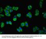 CDH3 Antibody
