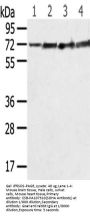SDHA Antibody
