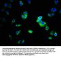 CEACAM1 Antibody