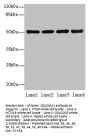 CEACAM1 Antibody