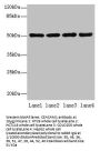 CEACAM1 Antibody