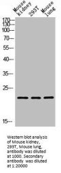 GREM2 Antibody