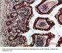 GREM2 Antibody
